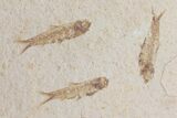 Four Fossil Fish (Knightia) Plate- Wyoming #111245-1